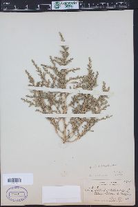 Amaranthus albus image