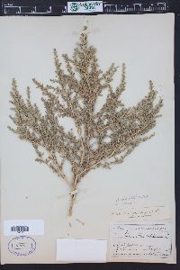 Amaranthus albus image