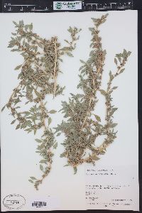 Amaranthus blitoides image