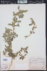 Amaranthus powellii image