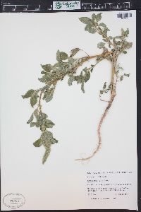 Amaranthus retroflexus image