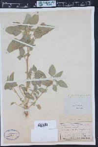 Amaranthus retroflexus image