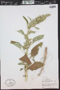 Amaranthus retroflexus image