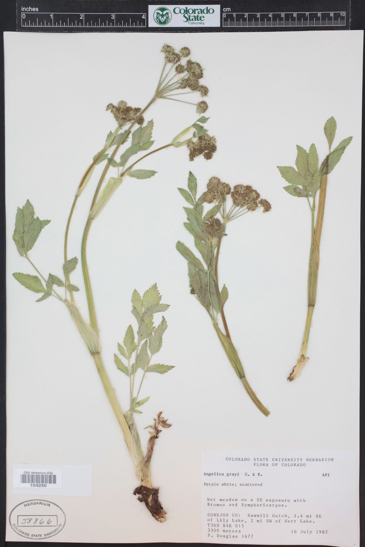 Angelica grayi image