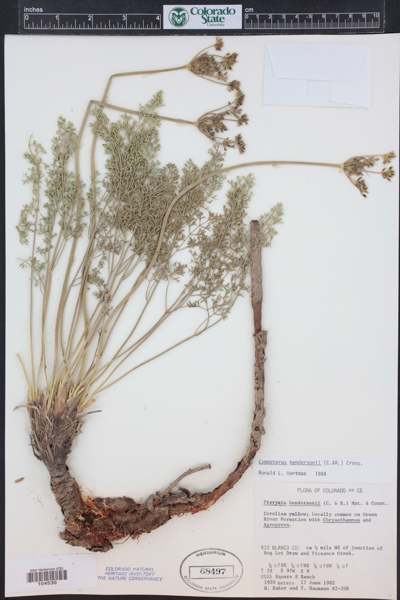 Pteryxia hendersonii image
