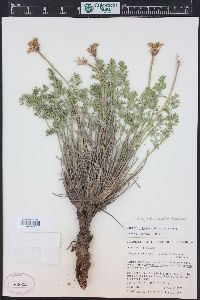 Pteryxia hendersonii image