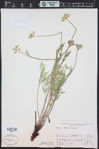 Pseudocymopterus montanus image