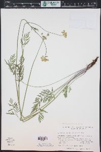 Pseudocymopterus montanus image