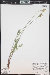 Pseudocymopterus montanus image