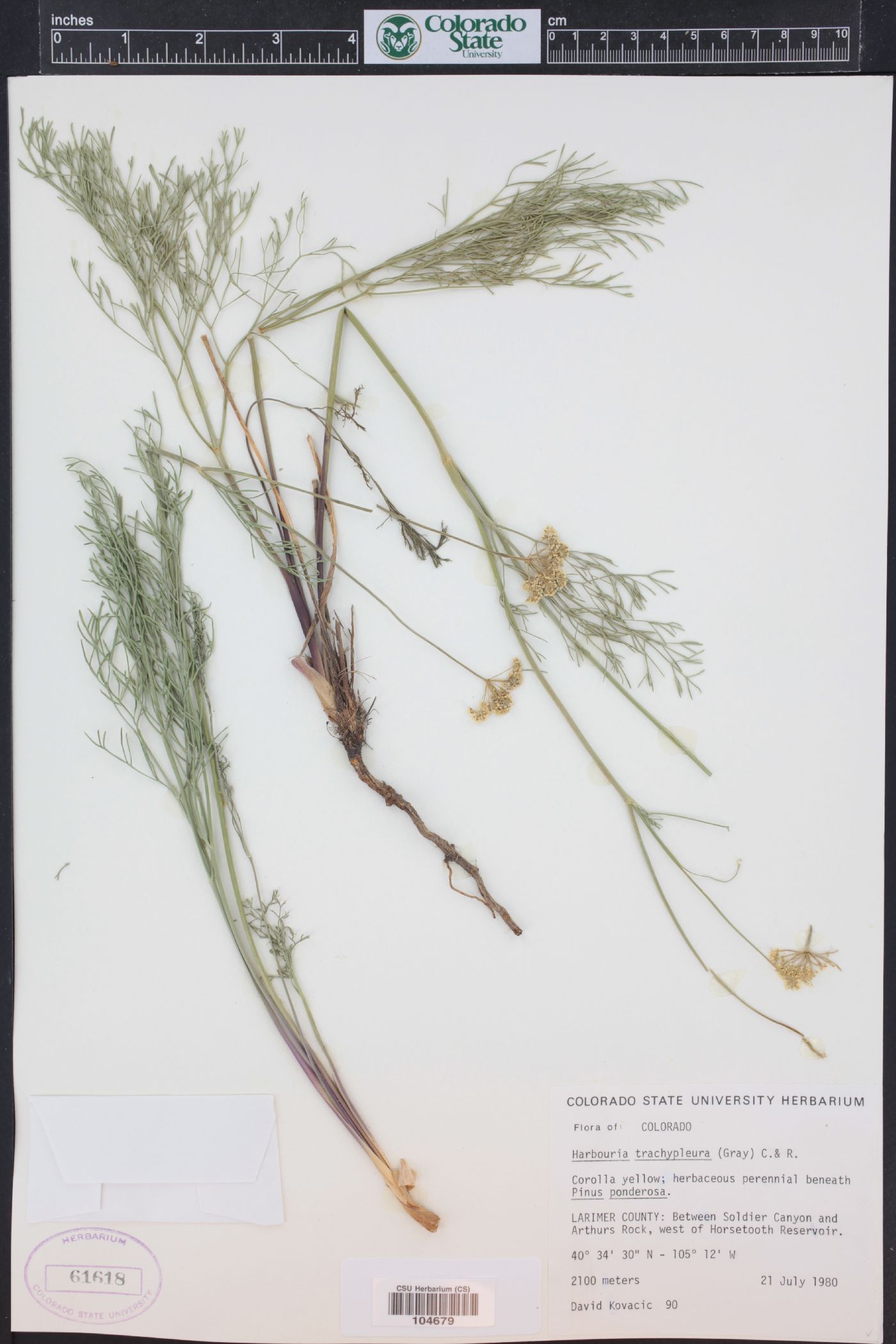 Harbouria trachypleura image