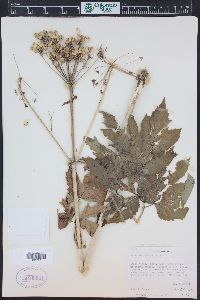 Heracleum maximum image