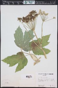 Heracleum maximum image