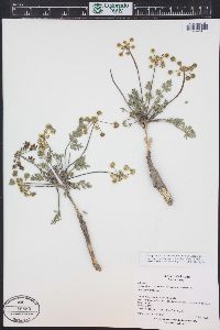 Lomatium concinnum image