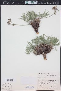 Lomatium eastwoodiae image