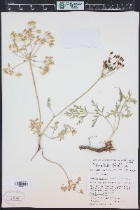 Lomatium juniperinum image