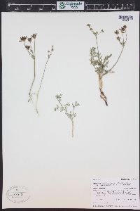 Lomatium bicolor image