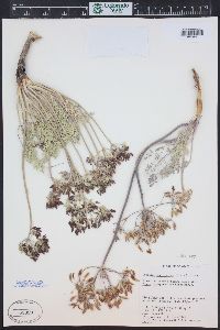 Lomatium macrocarpum image