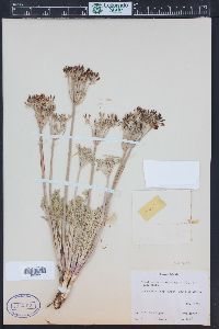 Lomatium macrocarpum image