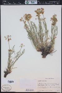 Lomatium nuttallii image