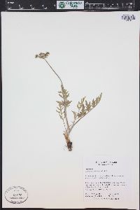 Lomatium orientale image