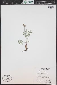 Lomatium orientale image