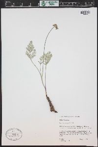 Lomatium orientale image