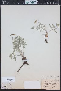 Lomatium orientale image