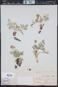 Lomatium orientale image