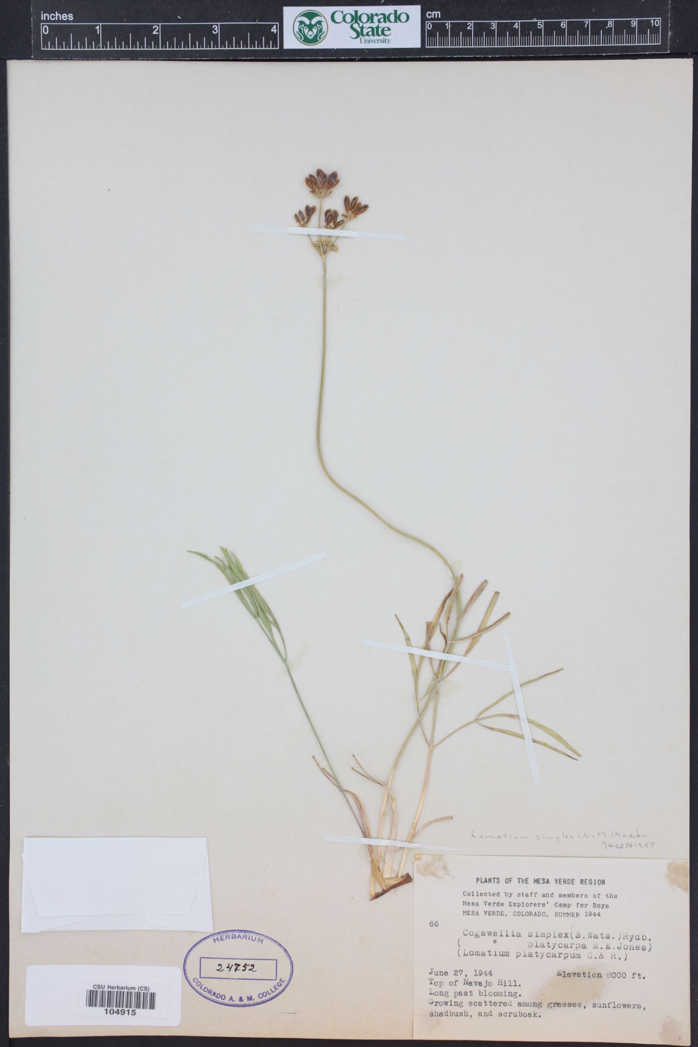 Lomatium simplex var. simplex image