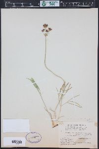 Lomatium simplex var. simplex image