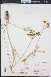 Lomatium simplex image