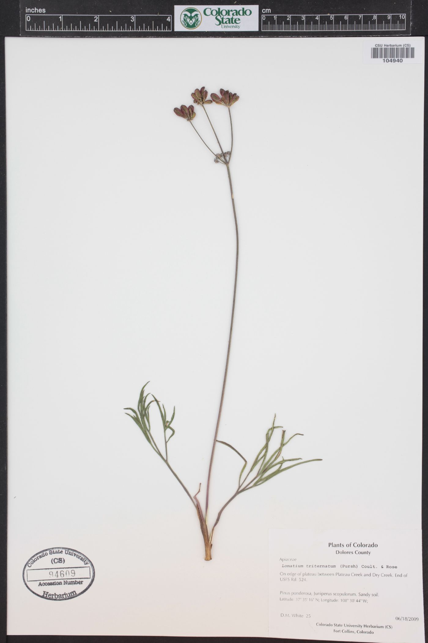 Lomatium simplex var. simplex image