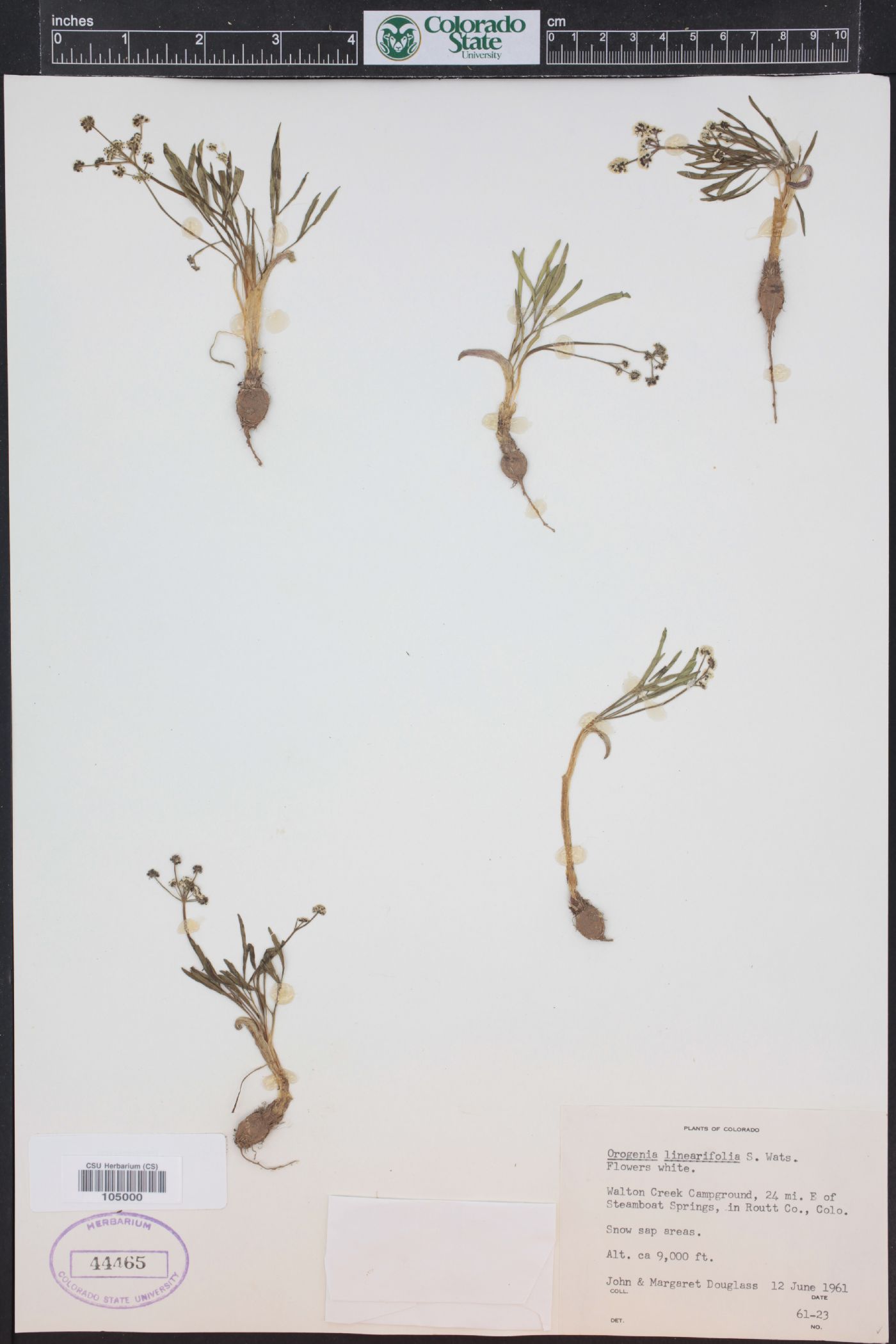 Lomatium linearifolium image