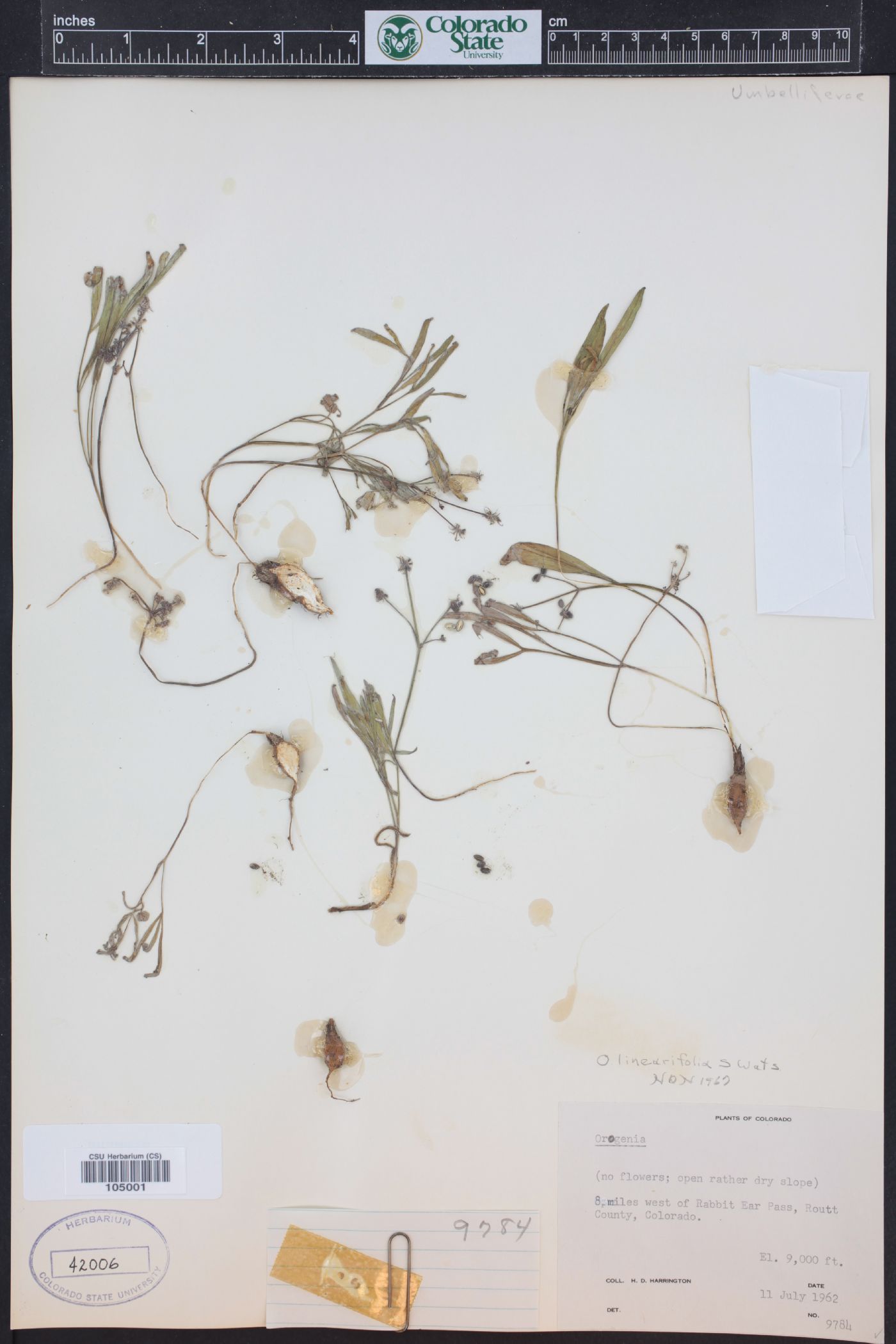Lomatium linearifolium image