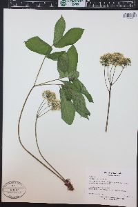 Aralia nudicaulis image