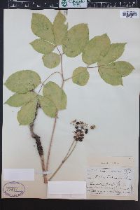 Aralia nudicaulis image