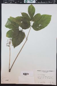 Aralia nudicaulis image