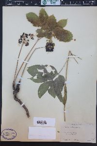 Aralia nudicaulis image