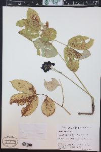 Aralia nudicaulis image