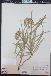 Asclepias asperula image