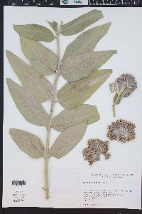 Asclepias speciosa image