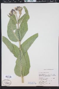 Asclepias speciosa image