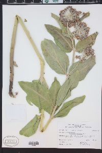 Asclepias speciosa image