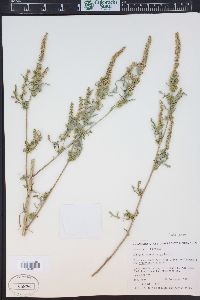 Ambrosia acanthicarpa image