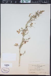 Ambrosia acanthicarpa image