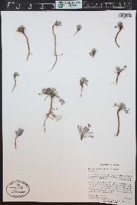 Physaria scrotiformis image