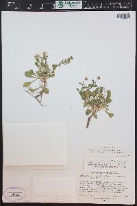 Erigeron kachinensis image