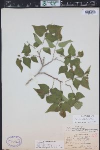 Celtis reticulata image