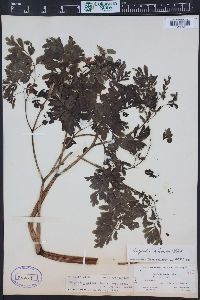 Corydalis scouleri image