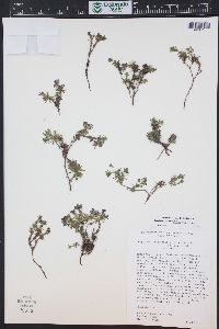Douglasia idahoensis image